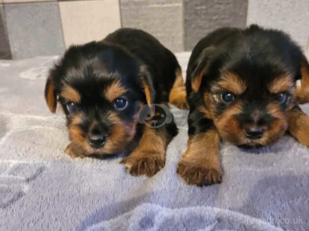 Yorkshire terrier biewer puppies for sale in Lincoln, Lincolnshire - Image 2