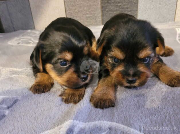 Yorkshire terrier biewer puppies for sale in Lincoln, Lincolnshire - Image 3