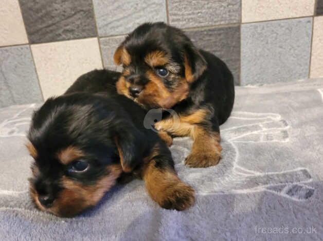 Yorkshire terrier biewer puppies for sale in Lincoln, Lincolnshire - Image 4