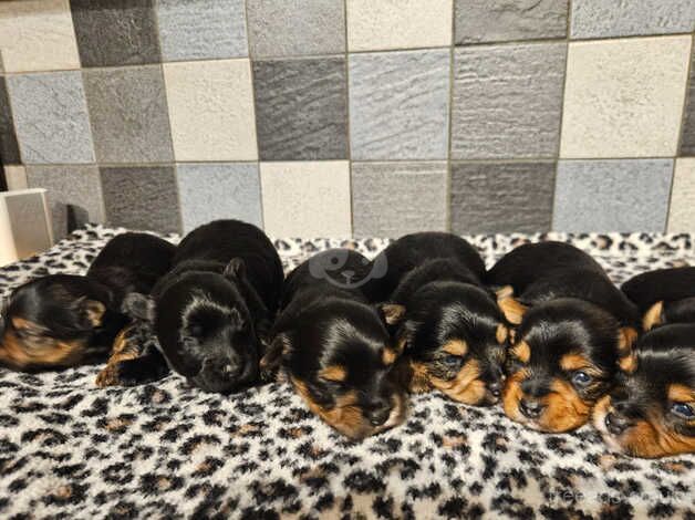 Yorkshire terrier biewer puppies for sale in Lincoln, Lincolnshire