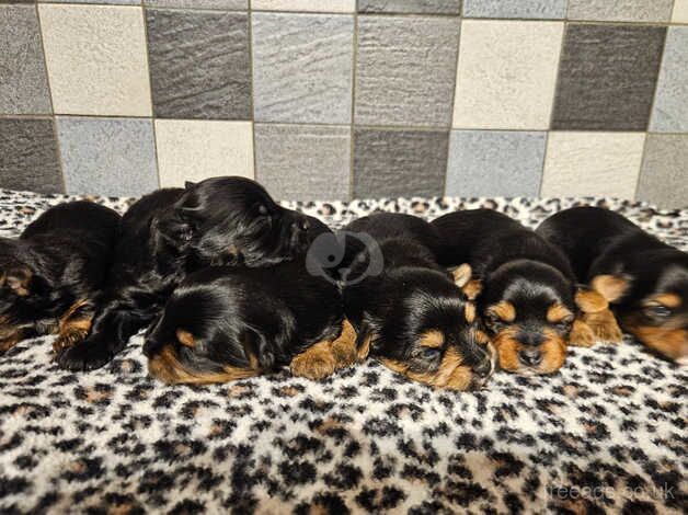 Yorkshire terrier biewer puppies for sale in Lincoln, Lincolnshire - Image 2