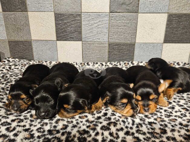 Yorkshire terrier biewer puppies for sale in Lincoln, Lincolnshire - Image 3