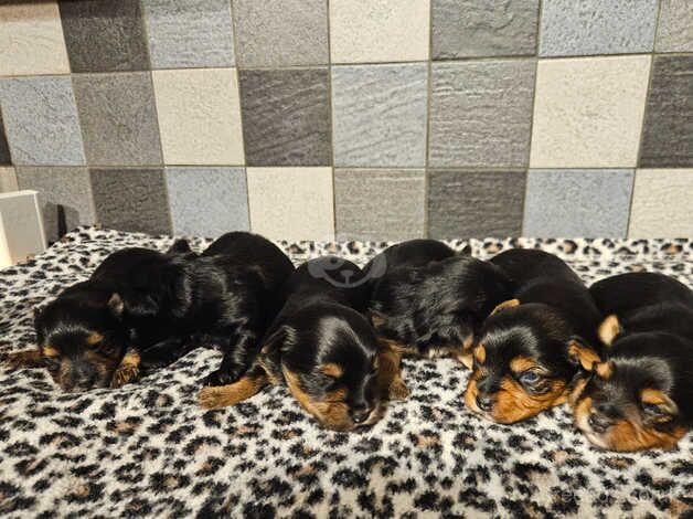 Yorkshire terrier biewer puppies for sale in Lincoln, Lincolnshire - Image 4