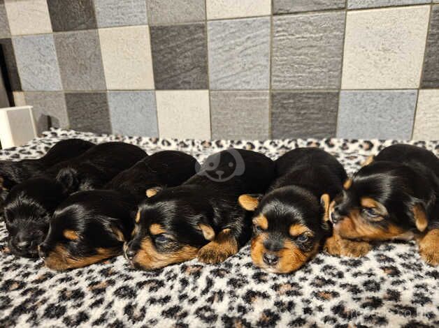 Yorkshire terrier biewer puppies for sale in Lincoln, Lincolnshire - Image 5