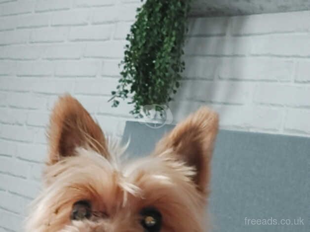 Yorkshire terrier bitch for sale in Mexborough, South Yorkshire - Image 1