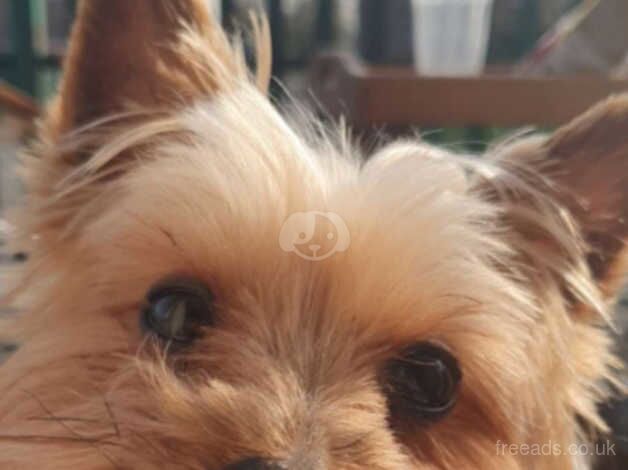 Yorkshire terrier bitch for sale in Mexborough, South Yorkshire - Image 2