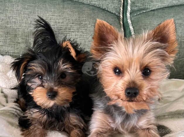 Yorkshire Terrier Bitch Puppy for sale in Edinburgh, City of Edinburgh - Image 1