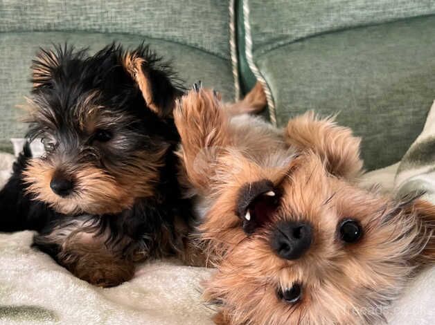 Yorkshire Terrier Bitch Puppy for sale in Edinburgh, City of Edinburgh - Image 2