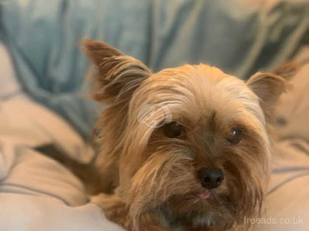 Yorkshire Terrier Boy for sale in Grantham, Lincolnshire - Image 1