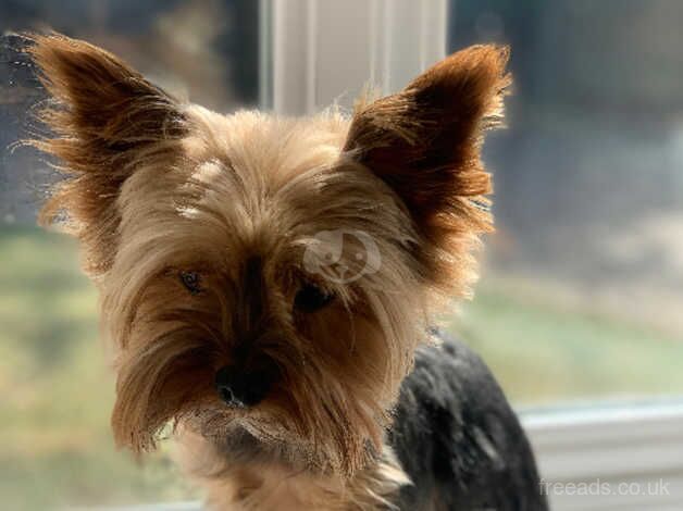 Yorkshire Terrier Boy for sale in Grantham, Lincolnshire - Image 4