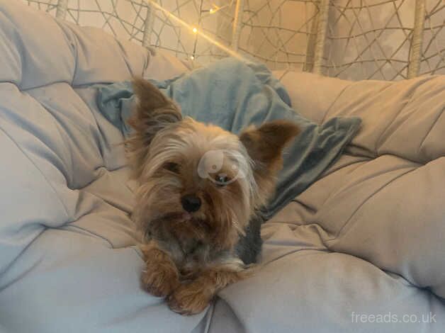 Yorkshire Terrier Boy for sale in Grantham, Lincolnshire - Image 2