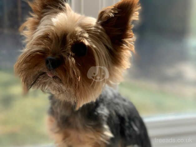 Yorkshire Terrier Boy for sale in Grantham, Lincolnshire - Image 3