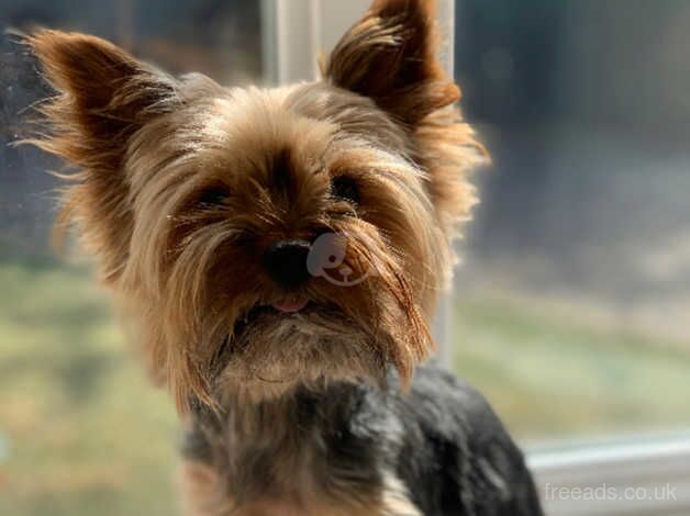 Yorkshire Terrier Boy for sale in Grantham, Lincolnshire - Image 5