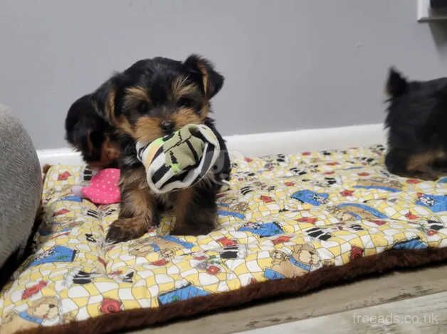 Yorkshire terrier boy for sale in Swindon, Wiltshire