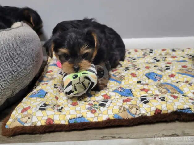 Yorkshire terrier boy for sale in Swindon, Wiltshire - Image 2