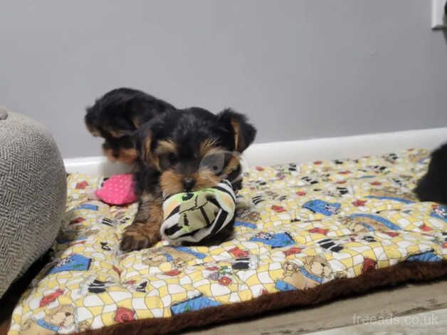 Yorkshire terrier boy for sale in Swindon, Wiltshire - Image 3