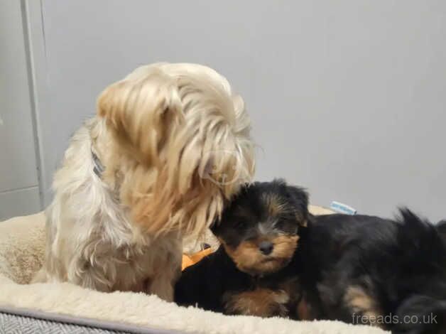 Yorkshire terrier boy for sale in Swindon, Wiltshire - Image 4