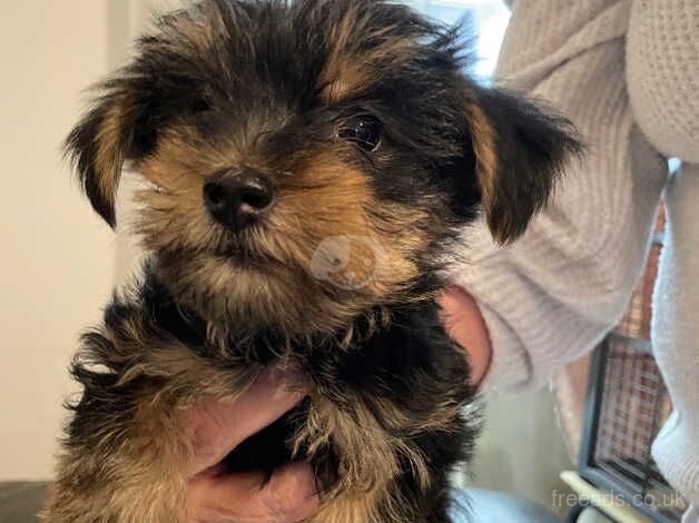 Yorkshire terrier boy puppy for sale in Burton upon Trent, Staffordshire