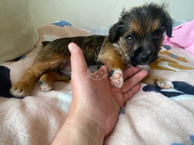 yorkshire terrier cross chihuahua male for sale in Llanelli, Carmarthenshire - Image 1