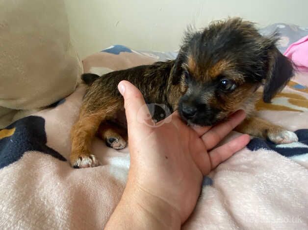 yorkshire terrier cross chihuahua male for sale in Llanelli, Carmarthenshire - Image 2