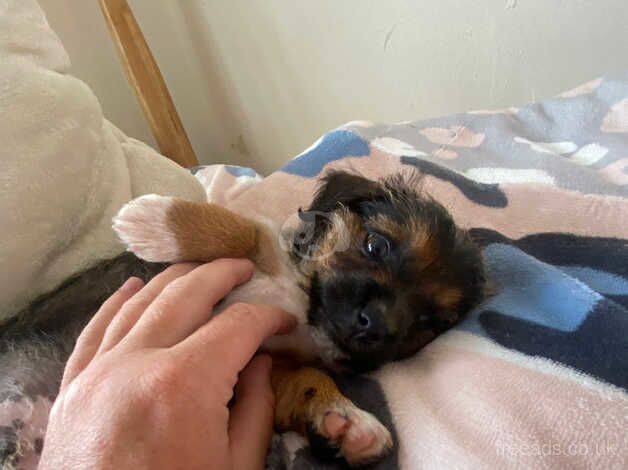 yorkshire terrier cross chihuahua male for sale in Llanelli, Carmarthenshire - Image 3