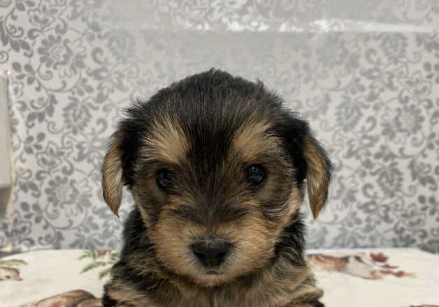 Yorkshire terrier cross Chihuahua pup for sale in Halfway, South Yorkshire