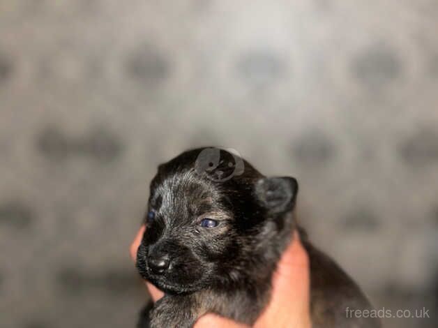 Yorkshire terrier cross Patterdale for sale in Manchester, Greater Manchester - Image 2