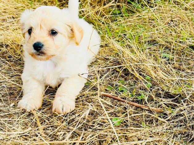 Yorkshire terrier cross poodle for sale in Tenterden, Kent