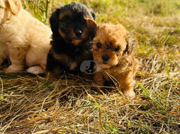 Yorkshire terrier cross poodle for sale in Tenterden, Kent - Image 2