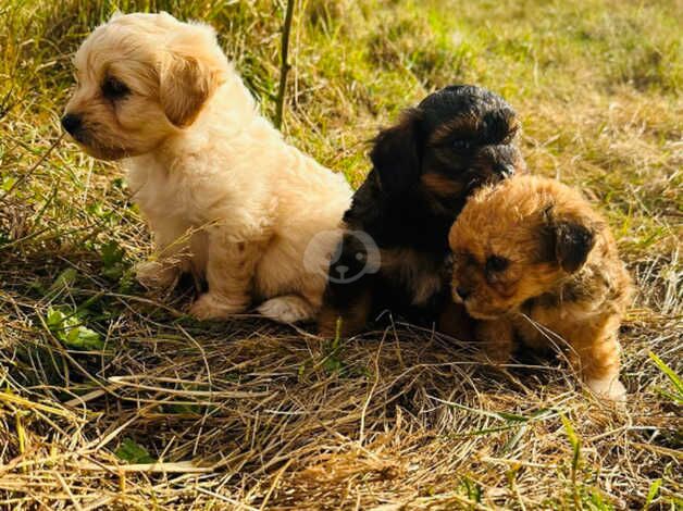 Yorkshire terrier cross poodle for sale in Tenterden, Kent - Image 3