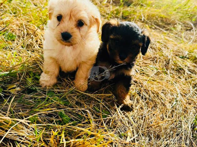 Yorkshire terrier cross poodle for sale in Tenterden, Kent - Image 4