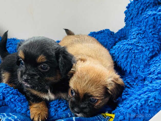 Yorkshire terrier cross Shih Tzu for sale in Chingford, Waltham Forest, Greater London - Image 1