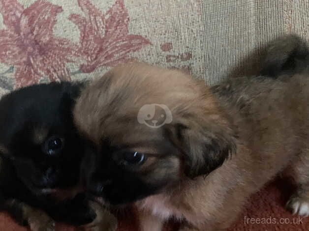 Yorkshire terrier cross Shih Tzu for sale in Chingford, Waltham Forest, Greater London - Image 3