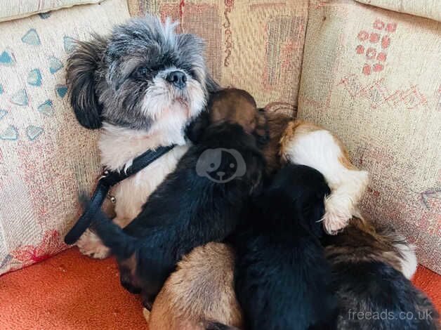 Yorkshire terrier cross Shih Tzu for sale in Chingford, Waltham Forest, Greater London - Image 5