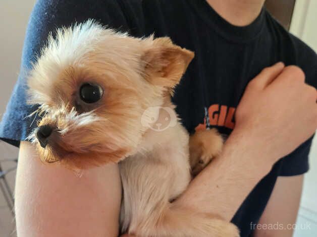 Yorkshire Terrier female for sale in Birkenhead, Merseyside - Image 1