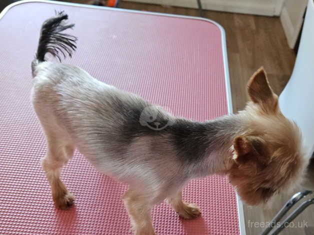 Yorkshire Terrier female for sale in Birkenhead, Merseyside - Image 2