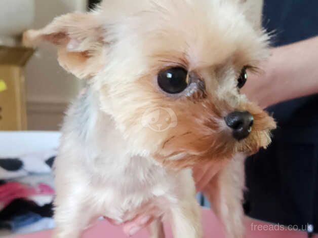 Yorkshire Terrier female for sale in Birkenhead, Merseyside - Image 3