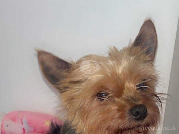 Yorkshire terrier female for sale in Cardiff/Caerdydd, Cardiff