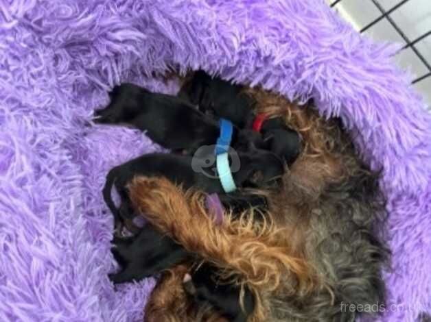 Yorkshire terrier for sale in Bolton, East Lothian