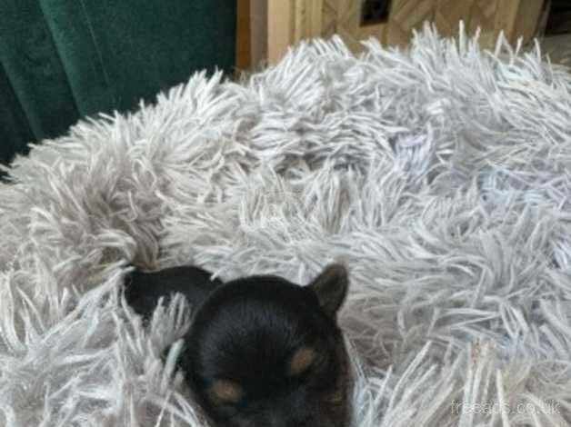 Yorkshire terrier for sale in Bolton, East Lothian - Image 2