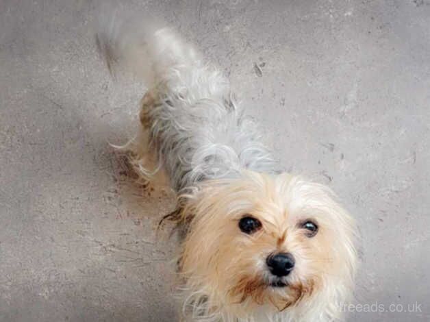 Yorkshire terrier for sale in Derby, Derbyshire - Image 1