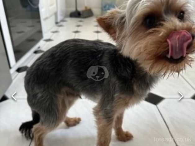 Yorkshire terrier for sale in Dover, Greater Manchester