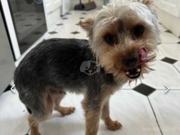 Yorkshire terrier for sale in Dover, Greater Manchester - Image 2