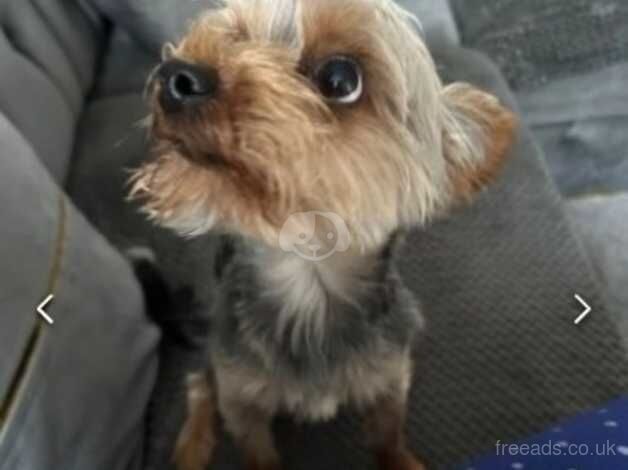 Yorkshire terrier for sale in Dover, Greater Manchester - Image 3