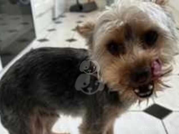 Yorkshire terrier for sale in Dover, Greater Manchester