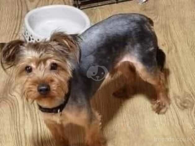 Yorkshire Terrier for Stud for sale in Bishop Auckland, County Durham - Image 2