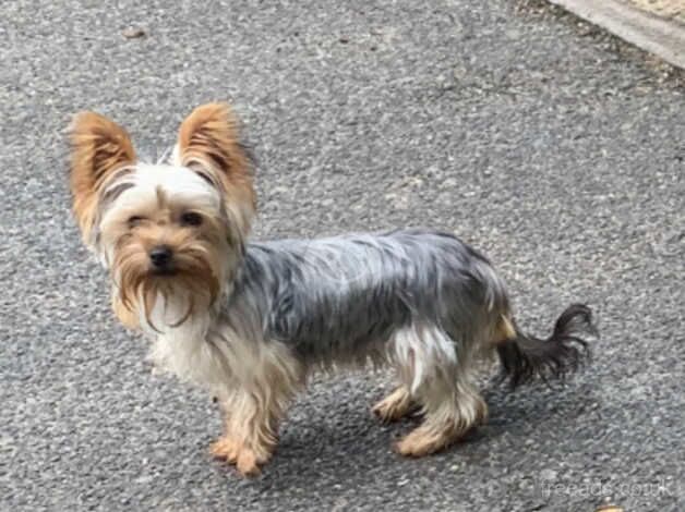 Yorkshire terrier (Girl) for sale in High Wycombe, Buckinghamshire