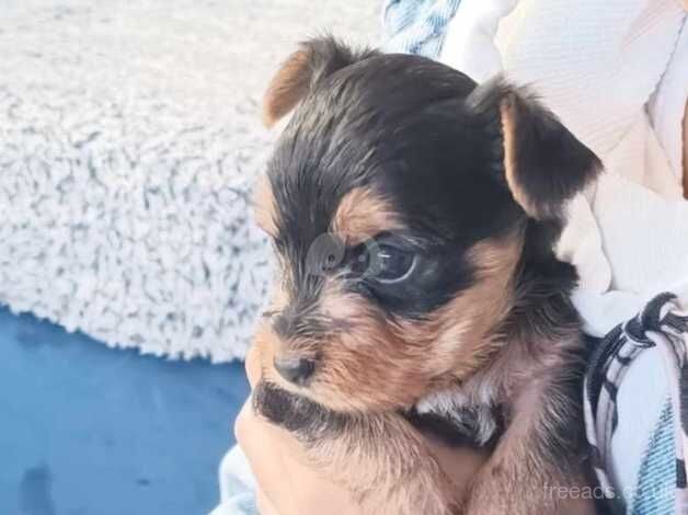 Yorkshire terrier for sale in Birmingham, West Midlands - Image 1