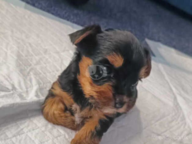 Yorkshire terrier for sale in Birmingham, West Midlands - Image 2