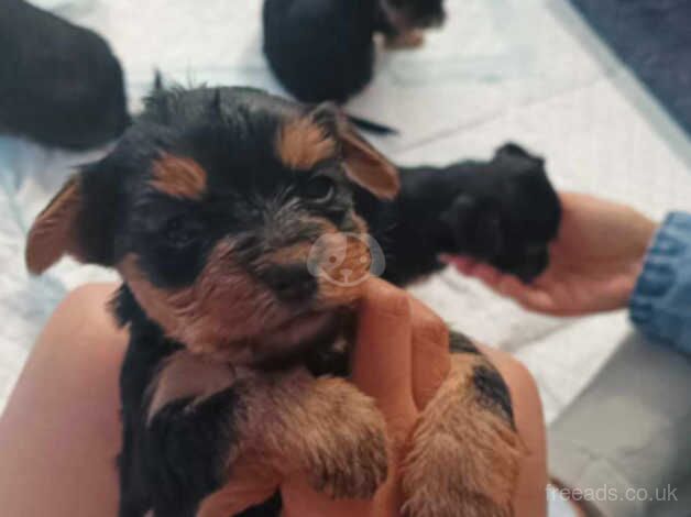 Yorkshire terrier for sale in Birmingham, West Midlands - Image 3